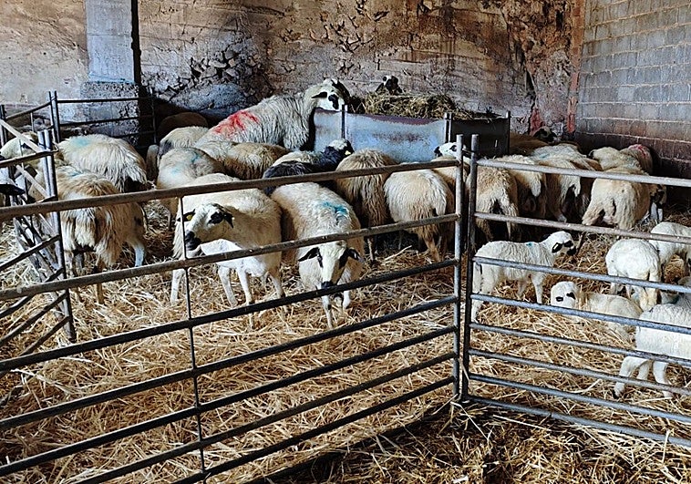 El lechazo alcanza su precio récord y se prevé que aumente hasta Navidad